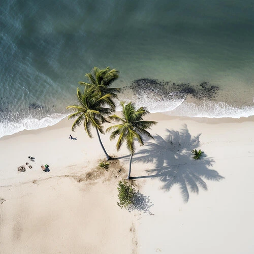 palm trees on a Mirissa beach Sri Lanka