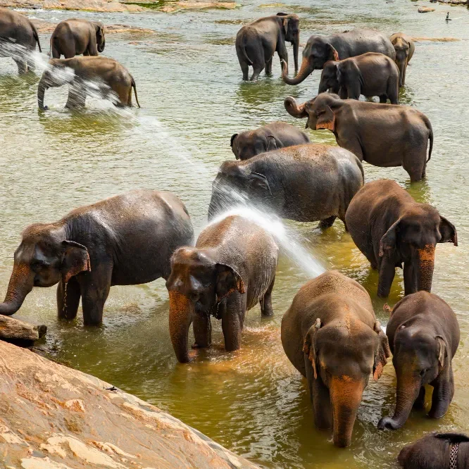Elephants bathing in the river Pinnawala Elephant Orphanage Sri Lanka