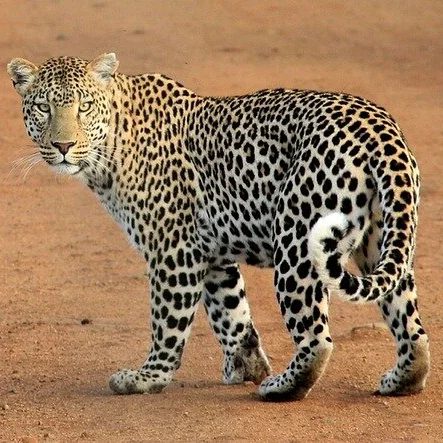 Leopard Sri Lanka