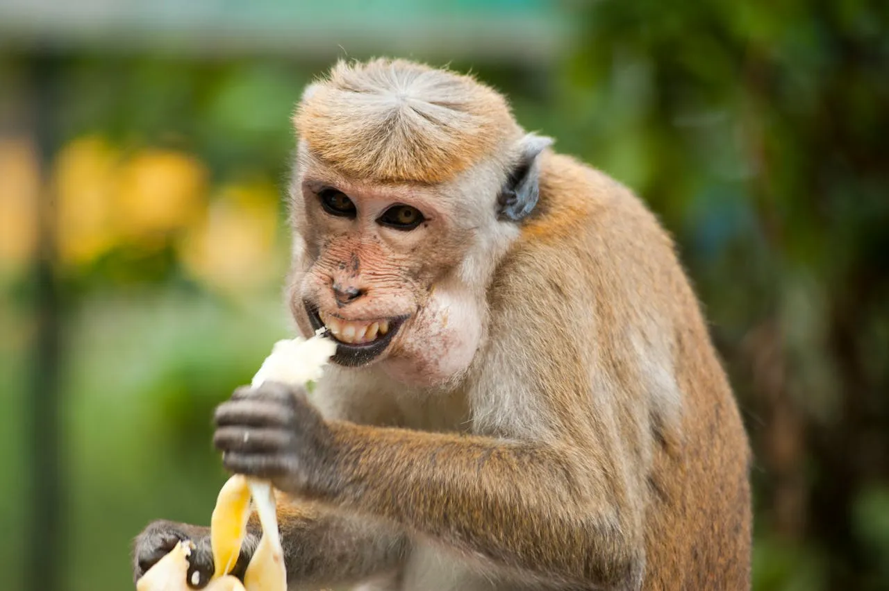 Brown Monkey Ella Sri Lanka