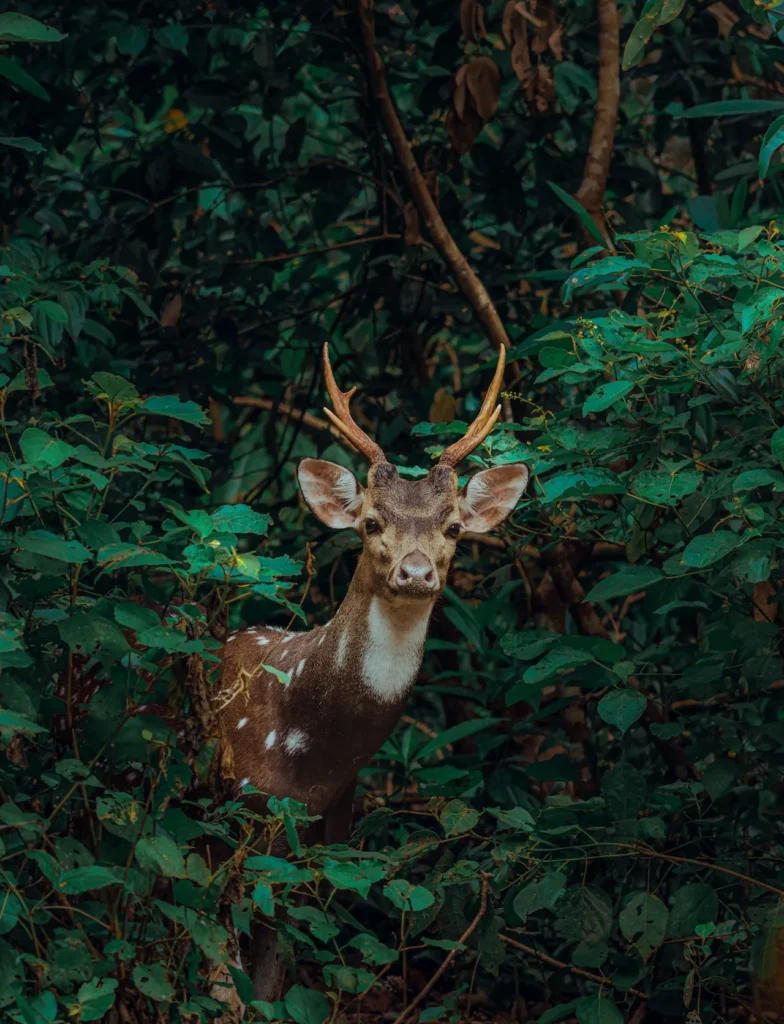 Sri Lanka