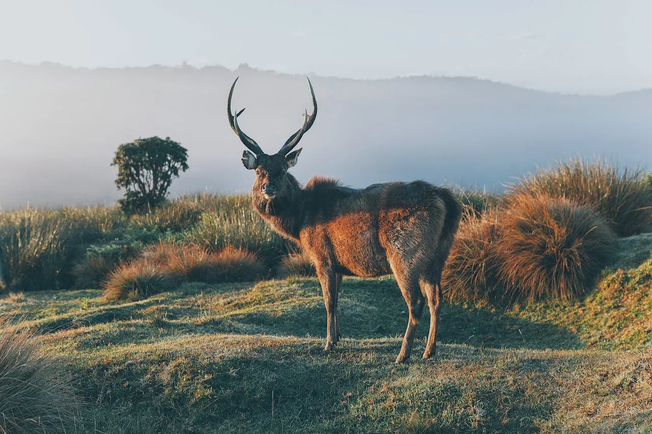 Deer on Green Grass Field Horton Plains Sri Lanka