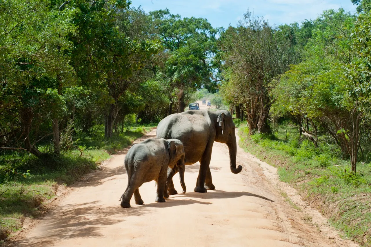 Elephant Walking Sri Lanka