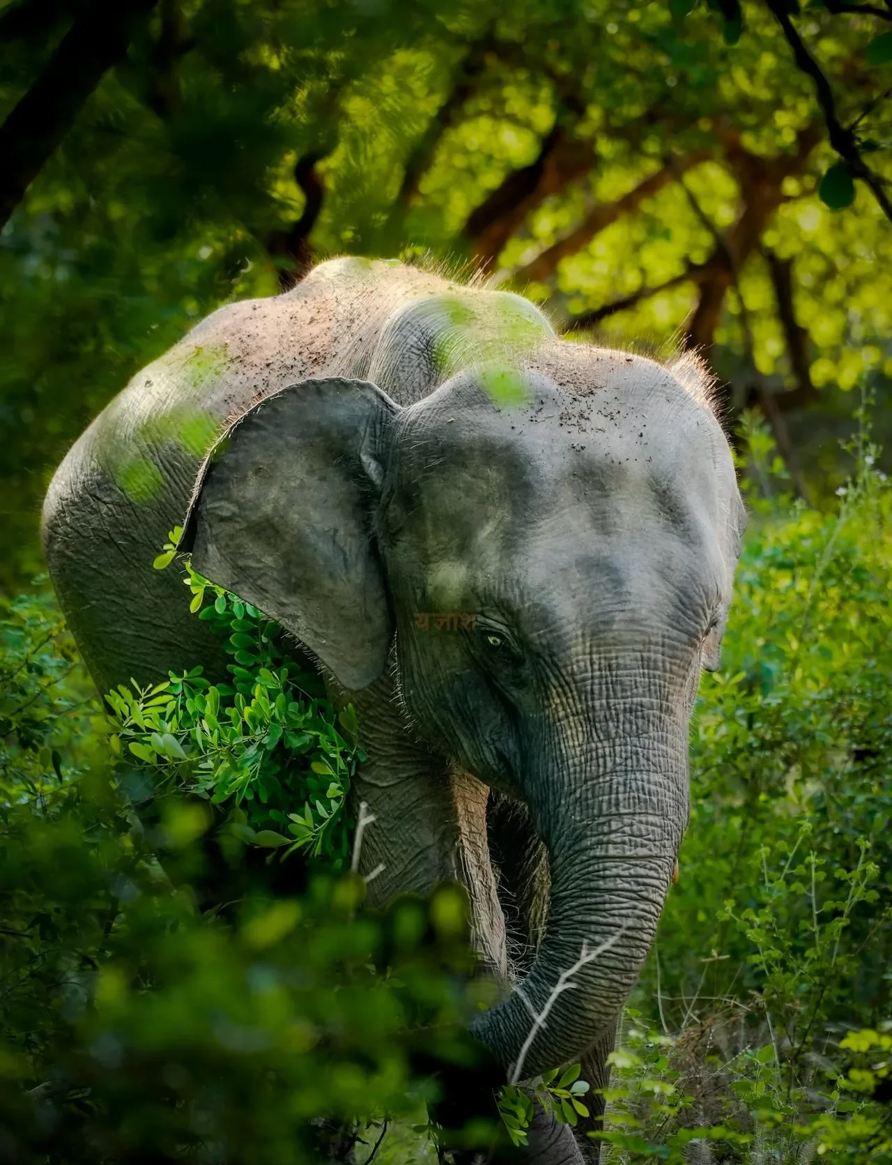 Sri Lanka