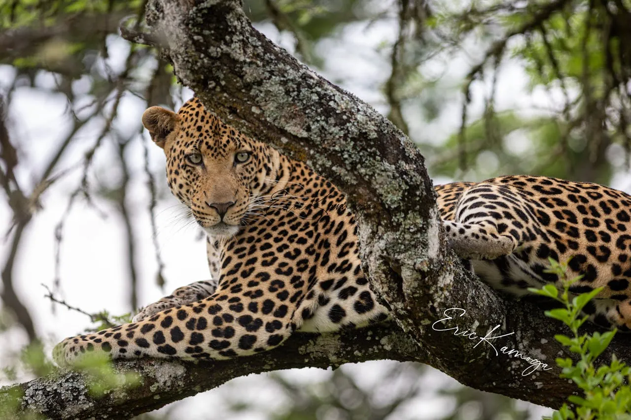 Leopard Lying on Tree Branch Sri Lanka