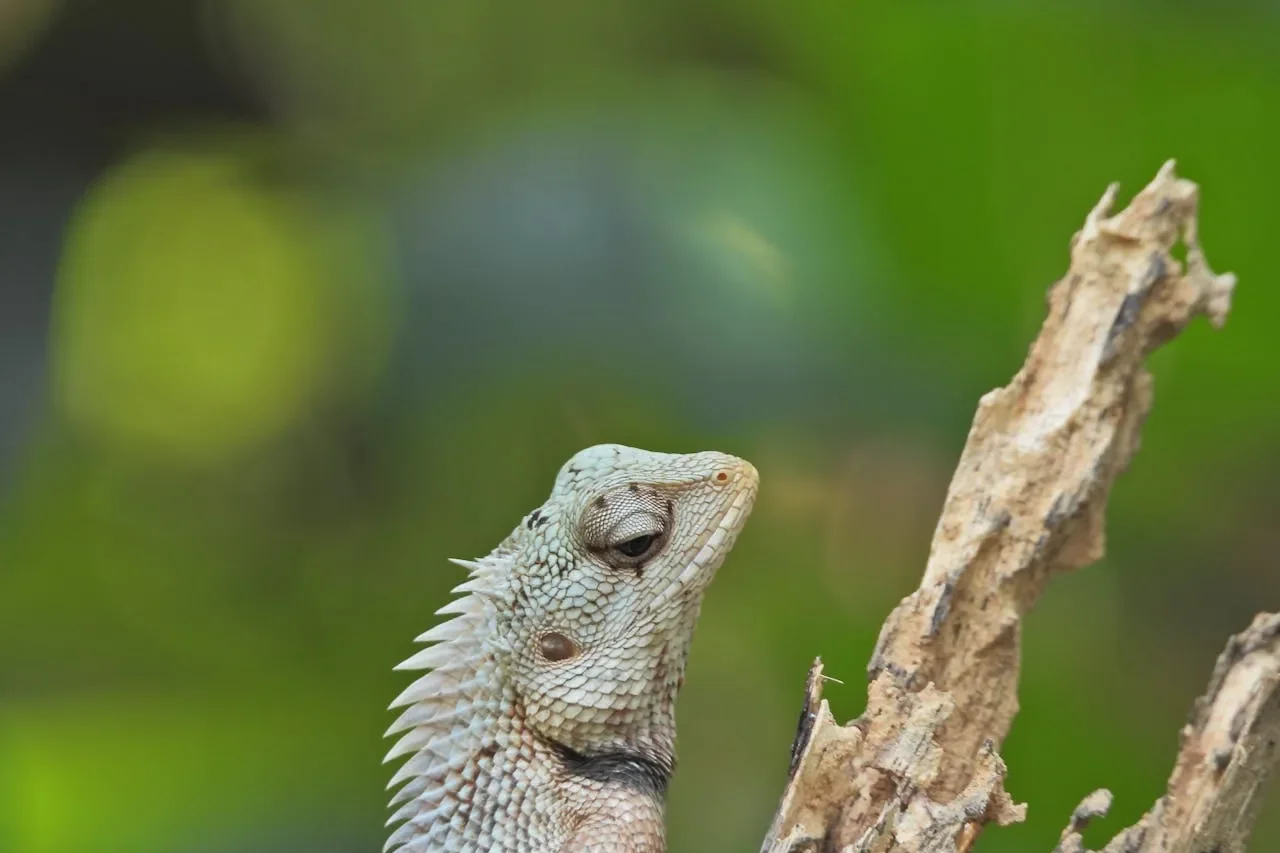 Lizard Sri Lanka
