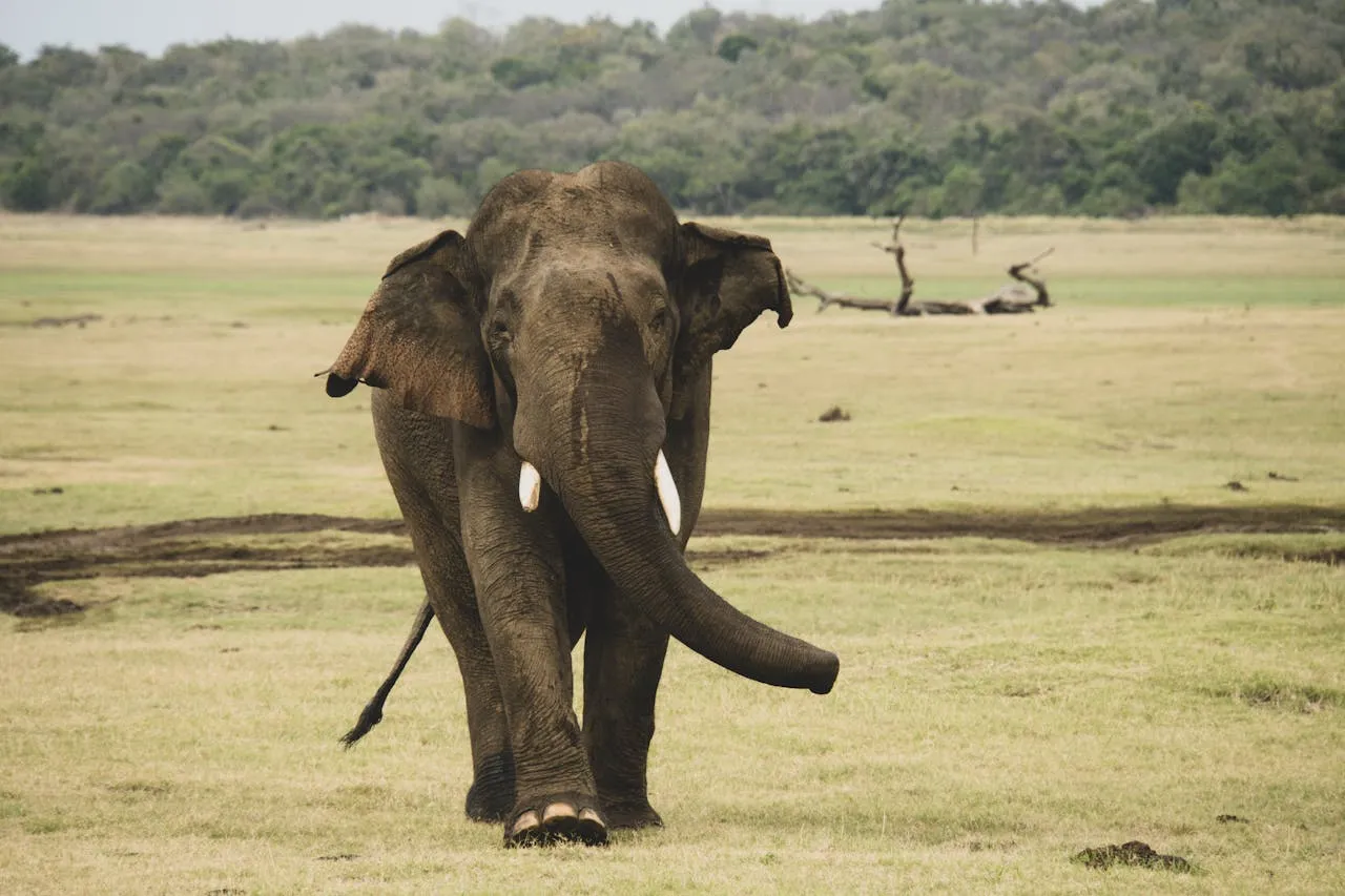 Portrait of Walking Sri Lankan Elephant
