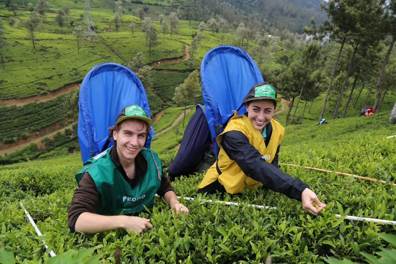 Smiling Woman and Man Working on Rural Field Nuwara Eliya Sri Lanka